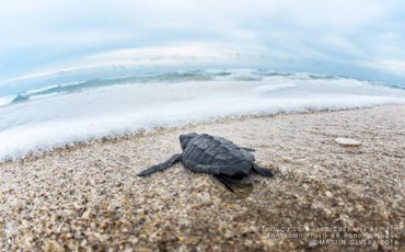 La Tortuga Lora es una de las especies de la fauna que habita en Playa La Pesca