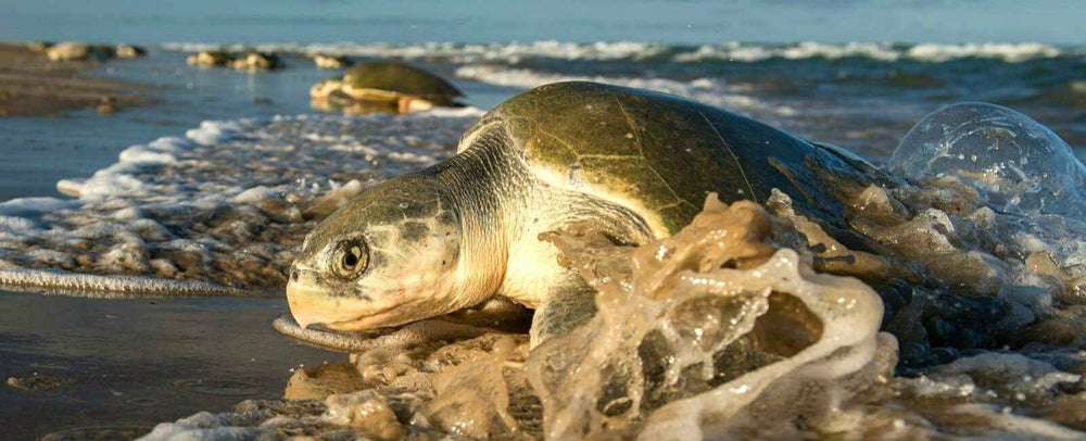 Mejora tu Playa A.C.